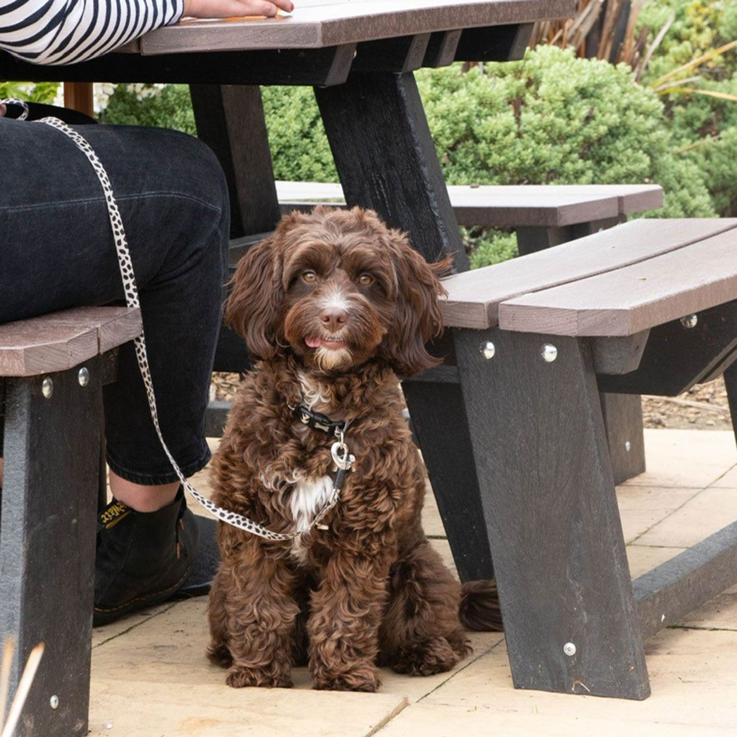 Your local dog friendly pub in Camborne